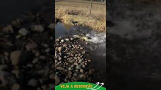 PEIXE SUBINDO O RIO #shorts