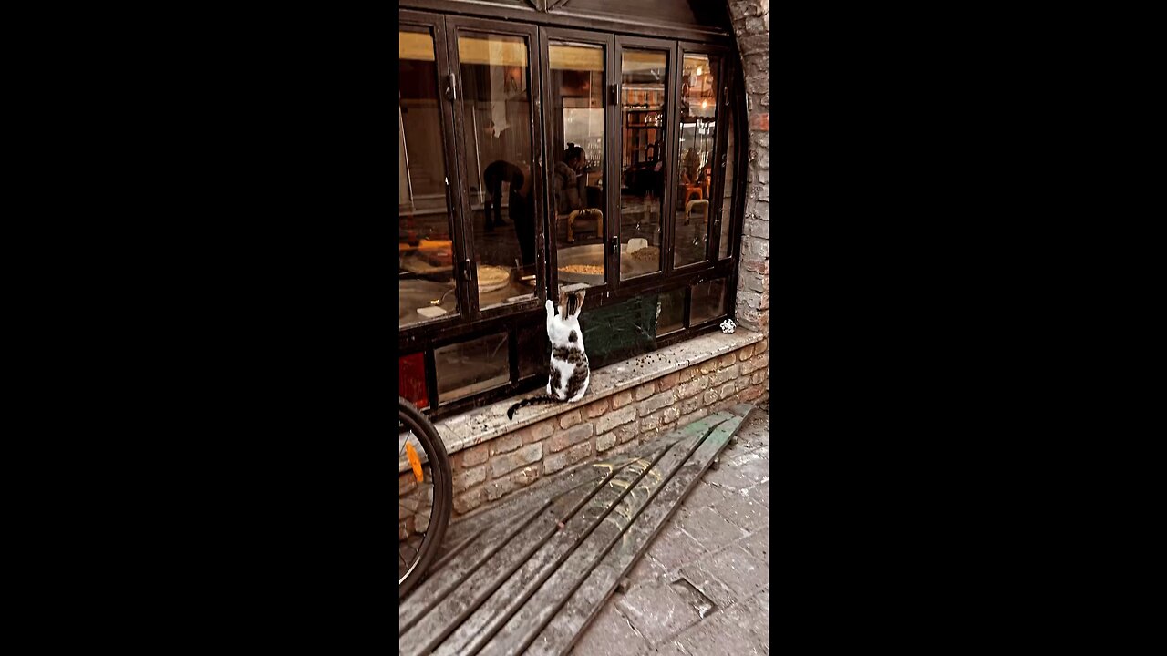 Cute cat is asking for food 🤗😍