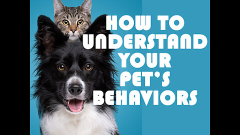 How to understand your pets behaviors