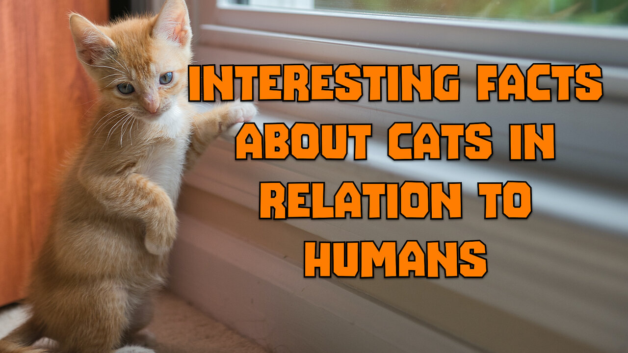 INTERESTING FACTS ABOUT CATS IN RELATION TO HUMANS #cat #catlover #catvideos