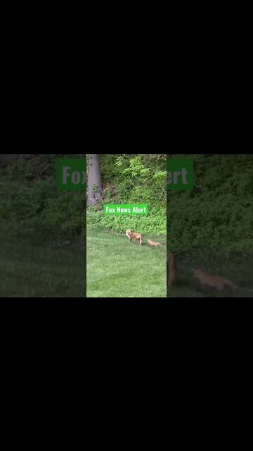 Fox News Alert #Shorts