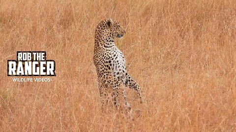 Leopard Stalks Gnu | Lalashe Maasai Mara Safari