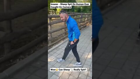 Insane - Sheep Spit On Human Ever Caught On Camera #shorts #animals #sheep #human #wildlife #pets