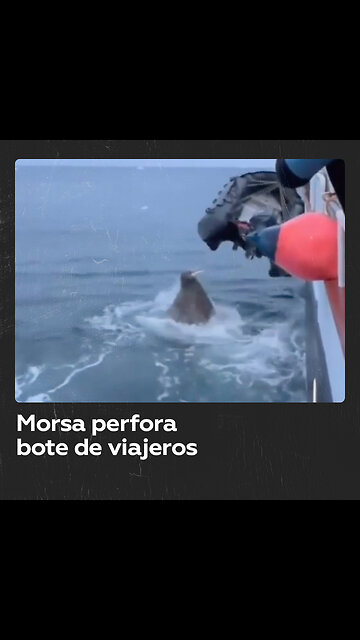 Mamá morsa perfora con sus colmillos afilados un bote de viajeros