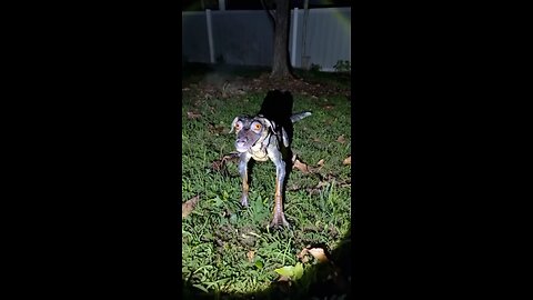 😳😱🐾