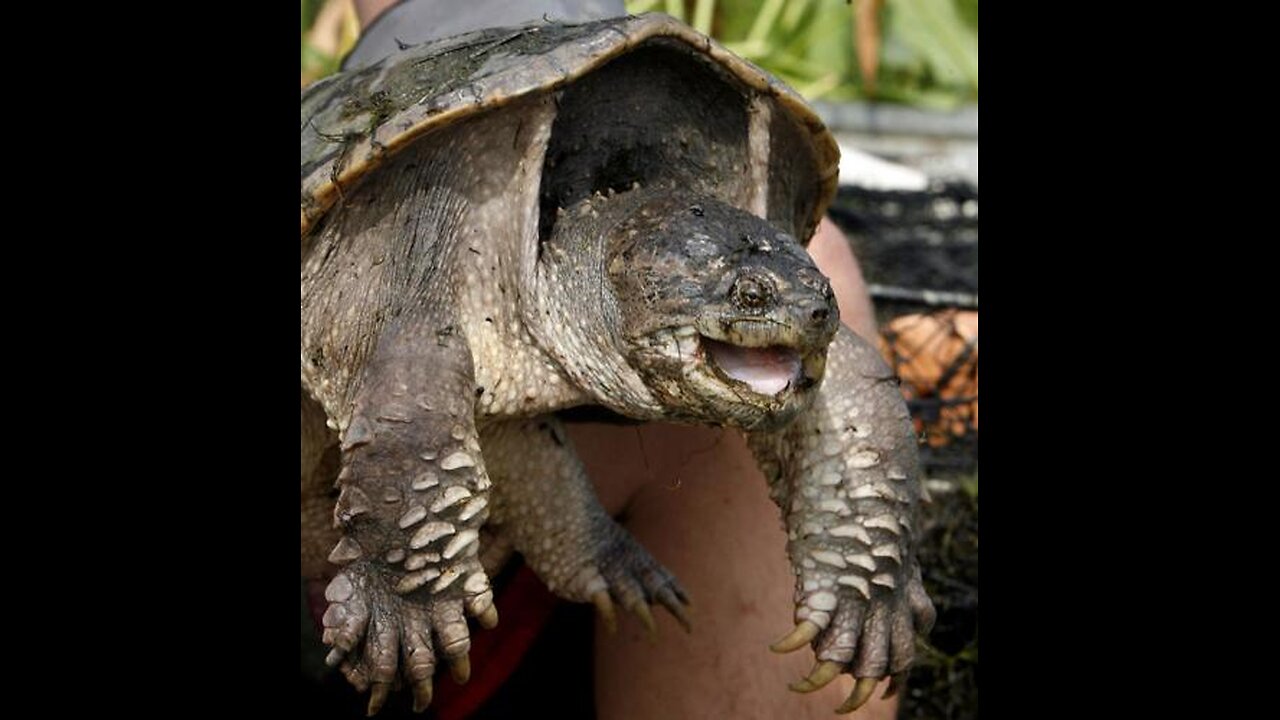 SNAPPING TURTLE cooking!