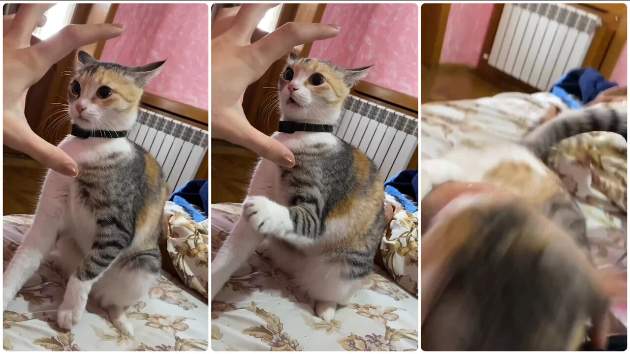 Trying to fight with my cat 😹😻