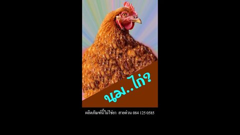 ใครยังไม่รู้จัก นมของไก่ ภูมิคุ้มกัน ในนมไก่ ดีนักแล