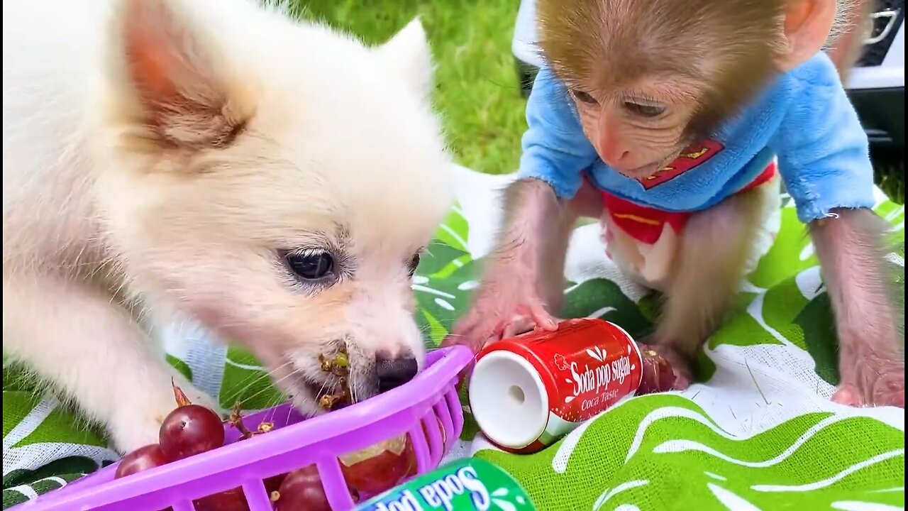 Baby monkey Bon Bon and puppy go to a picnic to eat lunch, funny animal video