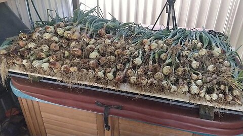 Onion Harvest 2024