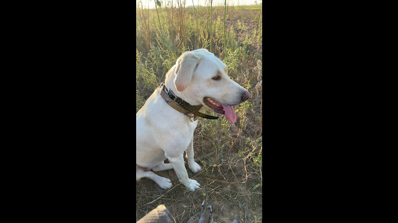 Dove hunt