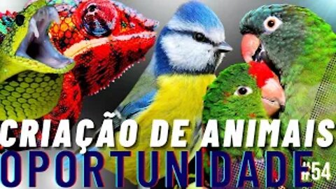 IVERSIFICANDO AS OPORTUNIDADES DA CRIAÇÃO COMERCIAL!