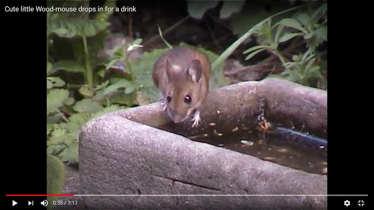 Cute little Wood-mouse drops in for a drink