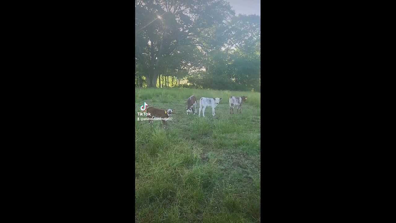 Happy baby calves.