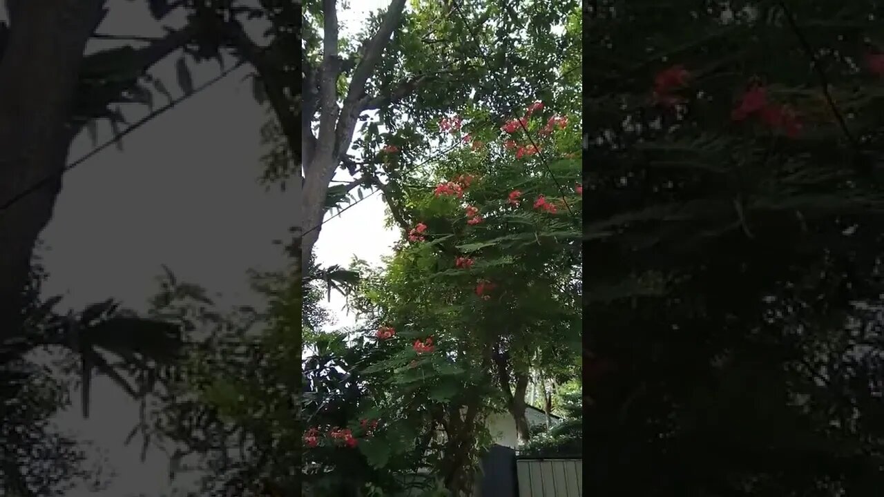 my garden #shorts