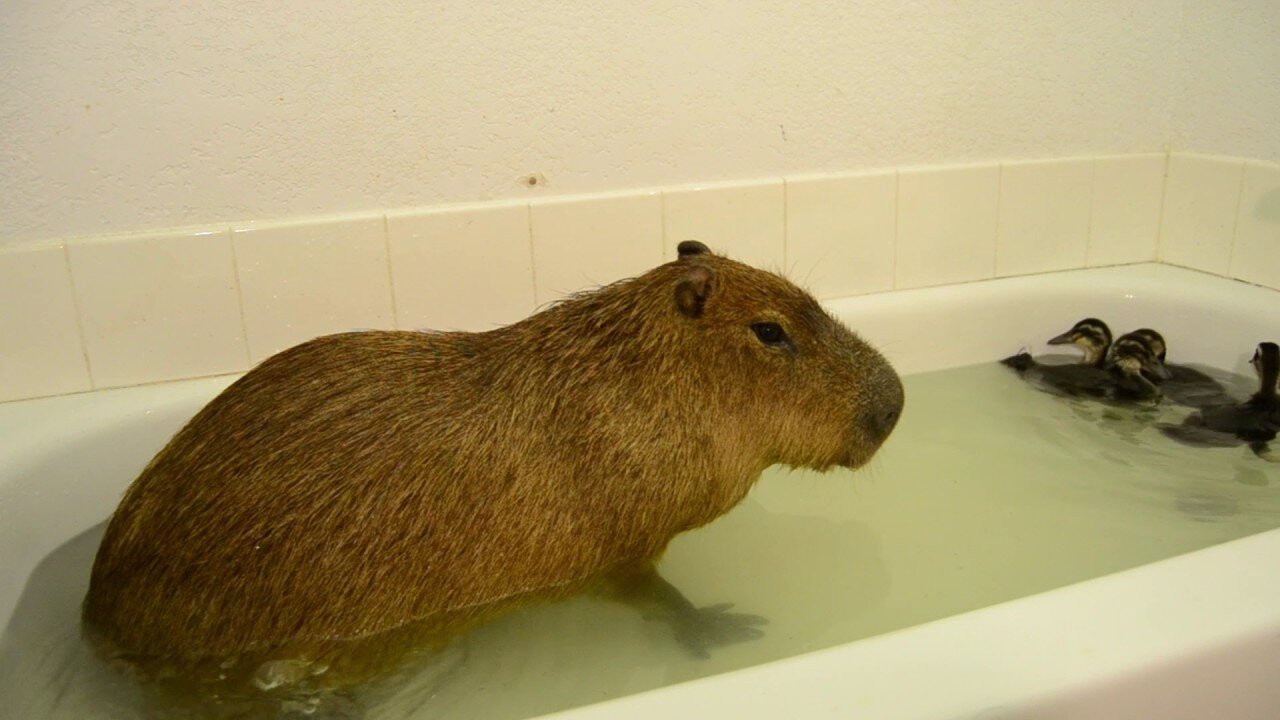 Capybara Farts