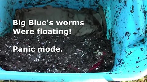 big blue's worms were floating july 18 2022