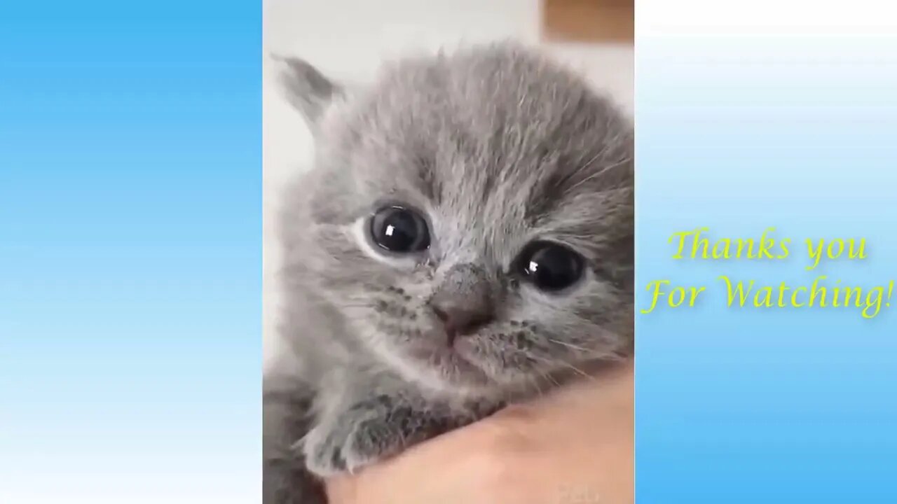 Funny Cat Videos Try Not To Laugh