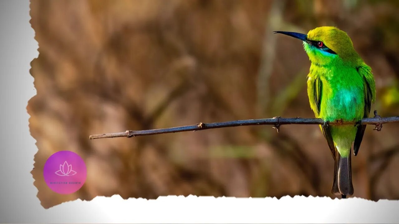 Music for deep relaxation | Tibetan bowls | Piano and Birds