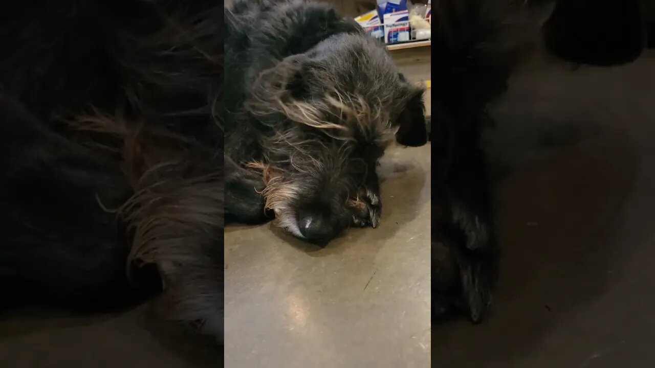 DOG IN A TORNADO