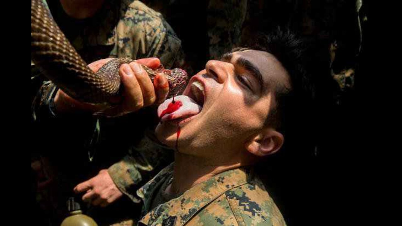 Cobra Blood Is Off the Training Menu for US Troops, PETA Says