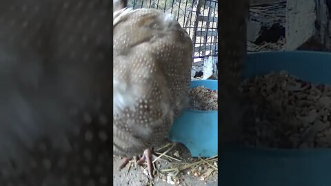 Close up of guinea fowl keet preening