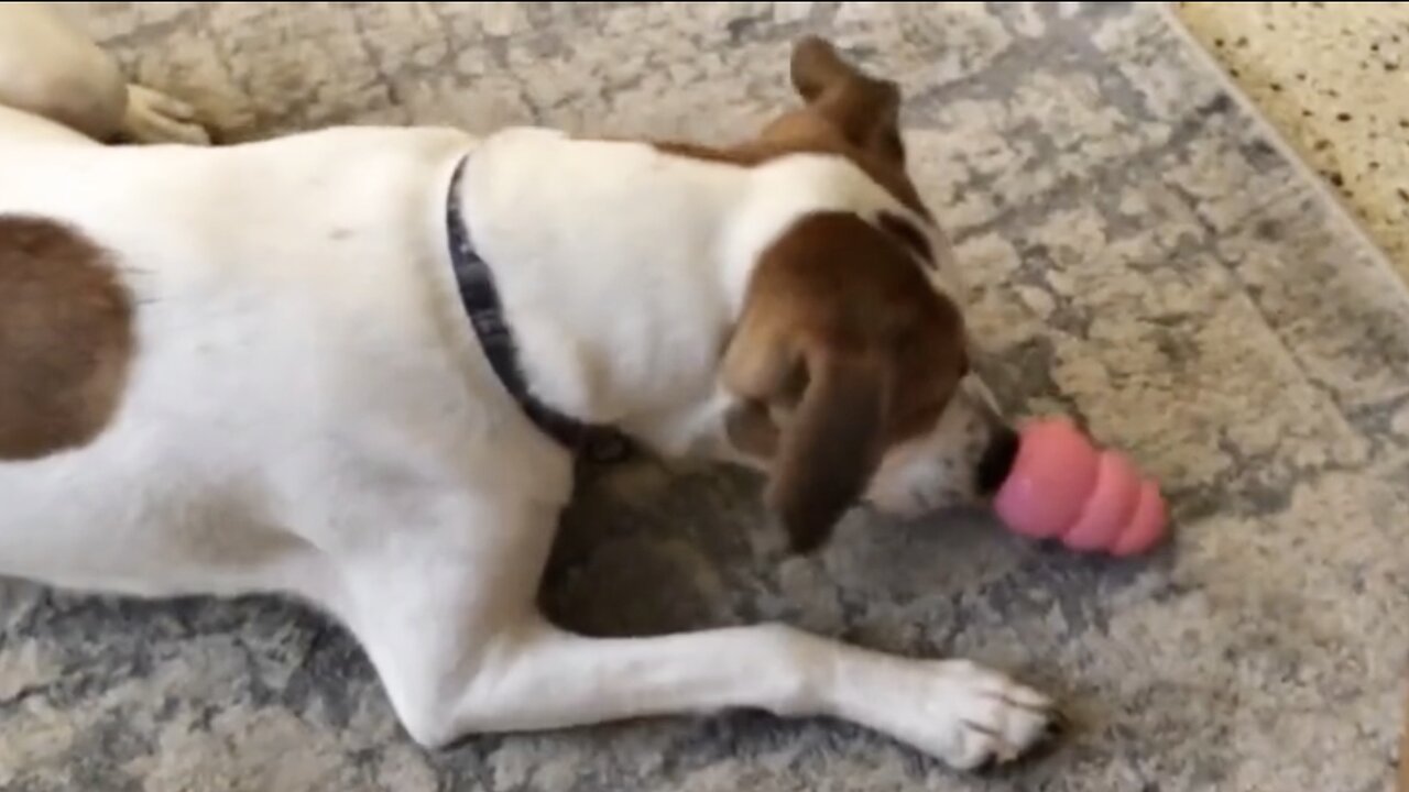 Dog Enjoys Her New Kong Toy/ Treat Dispenser