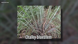 Chalky Bluestem | Sarah's Walking Club Fall Scavenger Hunt