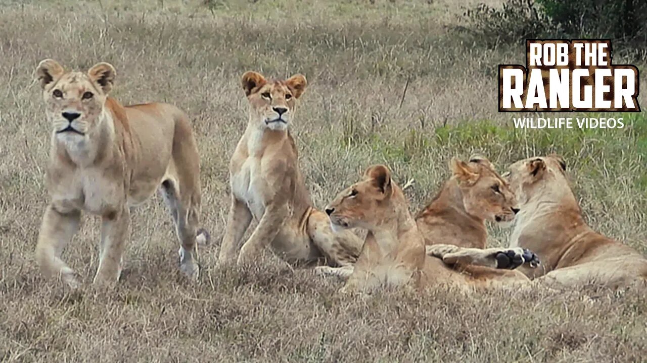 Leopard Loses Impala To Lions | Maasai Mara Safari | Zebra Plains