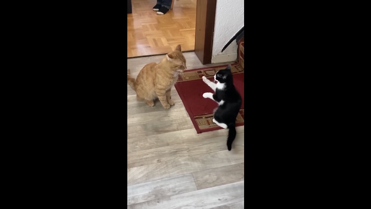 Funny cats and dogs funniest animals funny video of pets❤️🐶