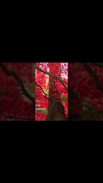 Fall Sounds #Shorts 🍁