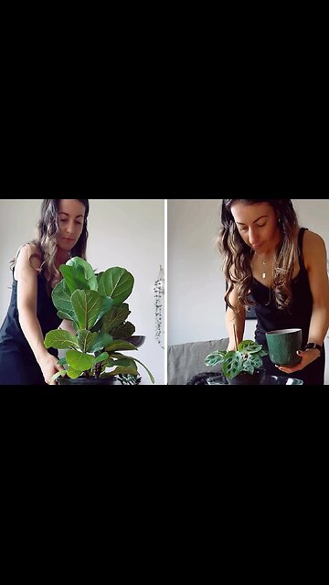 Time lapse footage of reverse watering house plants