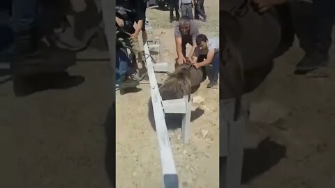 These guys put a lot of effort into trying Bear rescue