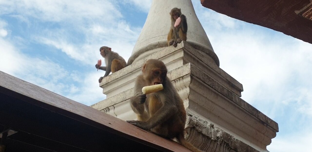 feeding home made sugar free ice-cream to the monkey | monkey like to eat ice-cream | feeding monkey