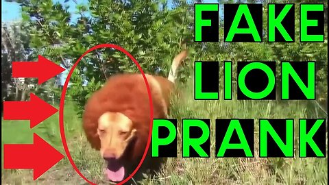 FAKE LION PRANK!