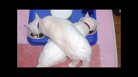 Cats who share one brain cell