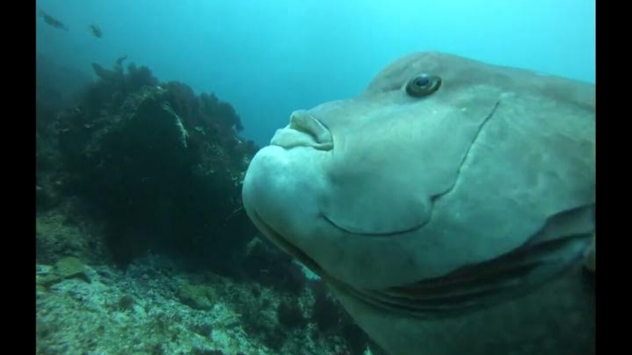 Hiroyuki has had a fish as his best friend for 30 years