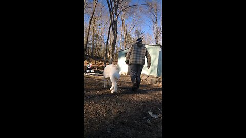 free ranging the backyard birds