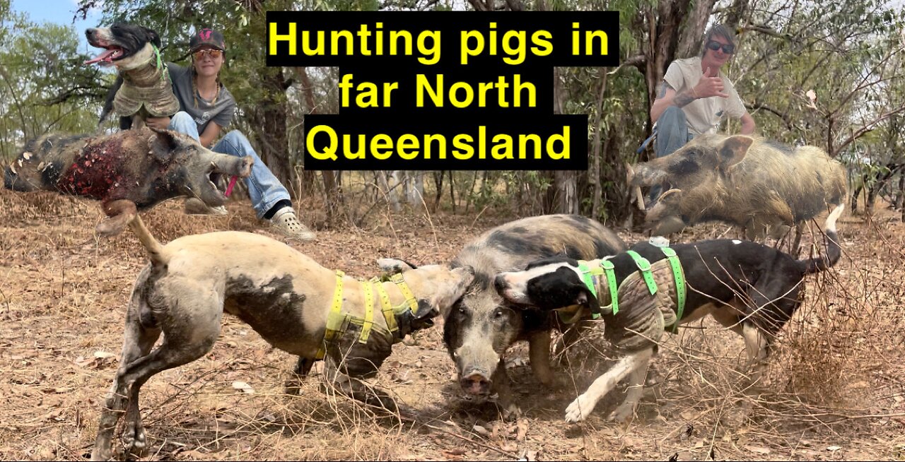 Hunting pigs in Far North Queensland