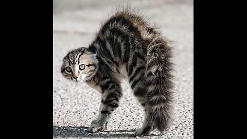 Haitian Woman Eats American Cat!