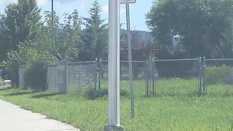 Red Tailed Hawk finds Jackrabbit in Town