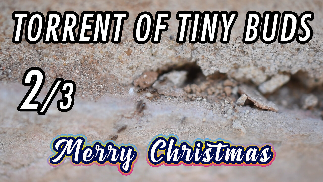 The ants that go fast and become blurry - 2/3