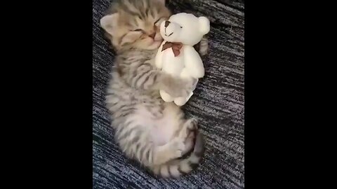 Cute Cat WhatsApp status tamil