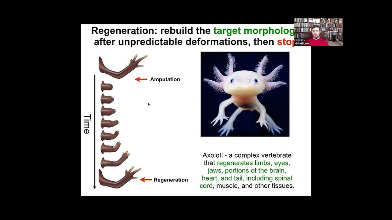 Toward AI-Driven Discovery of Electroceuticals - Dr. Michael Levin