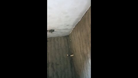 batroom