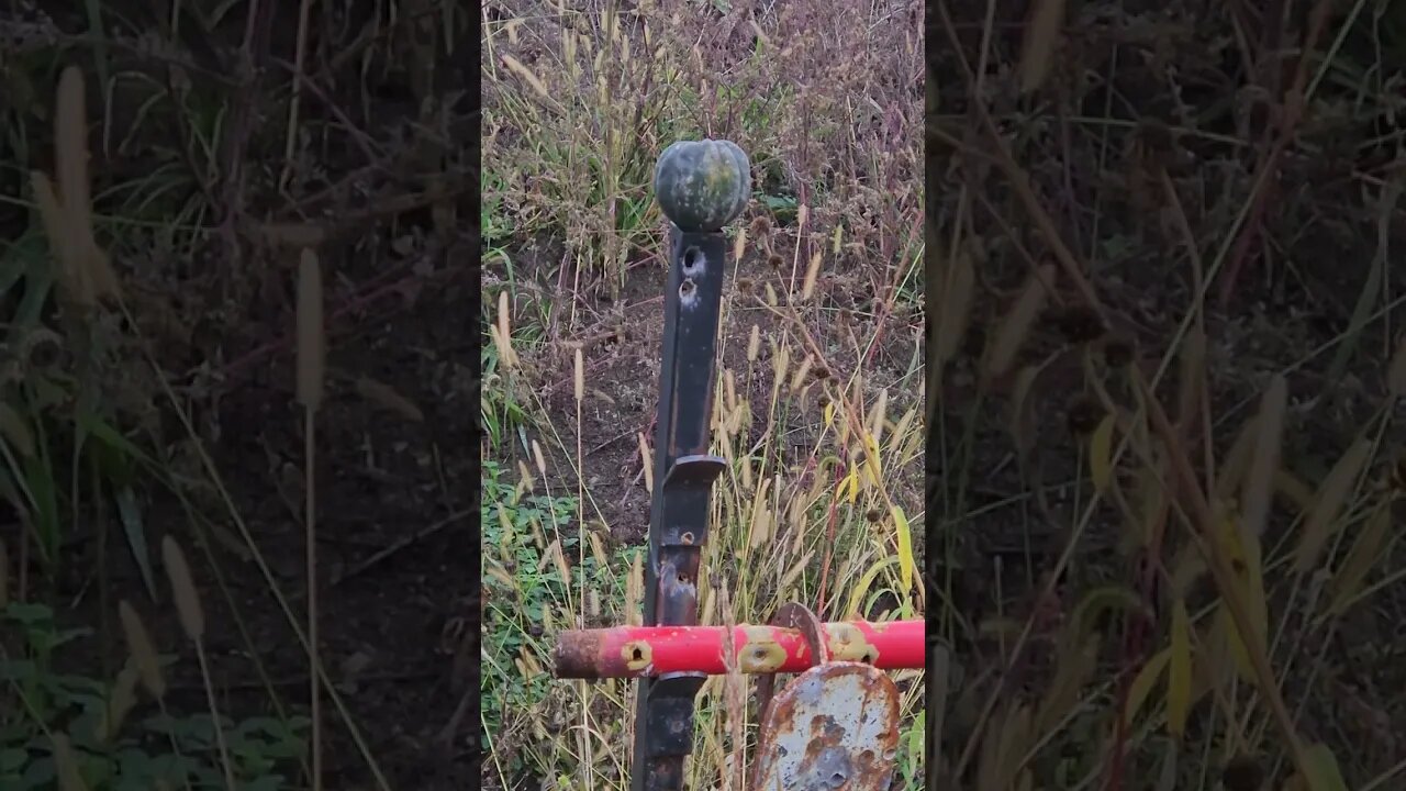 Acorn Squash vs 9mm, The question of pistol vs rifle at 50 to 100 feet #pistol