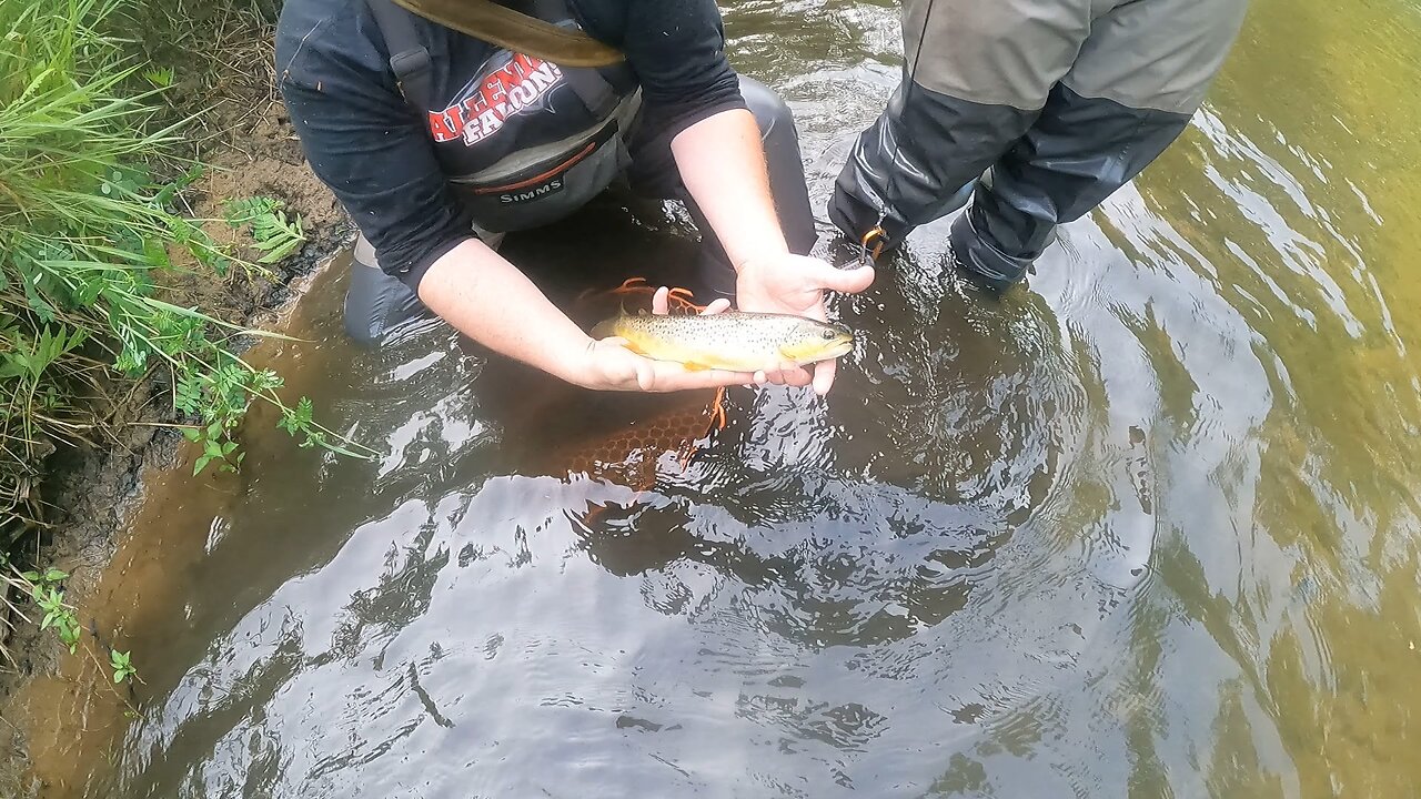 Trout fishing