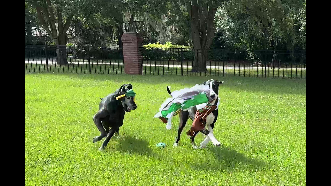 Funny Great Dane Swipes Sister Dog's Oktoberfest Dirndl Dress & Braids