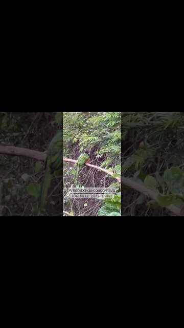 Pássaro Ariramba-da-cauda-ruiva