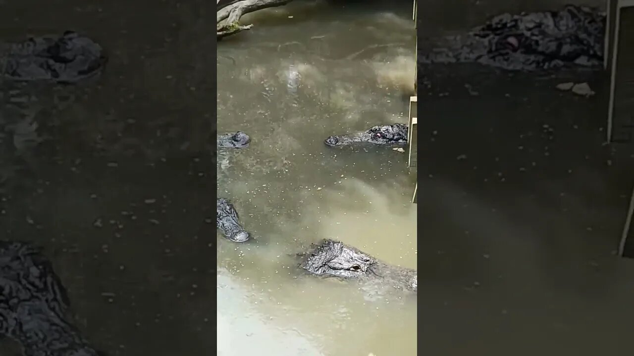 Found a REALLY Surprised ALLIGATOR 😂